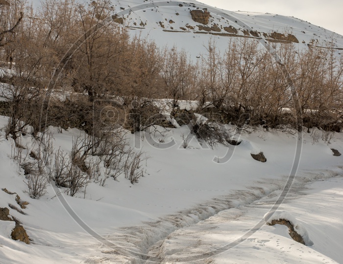 Dry Trees on Pathway in Spiti Valley covered with Snow