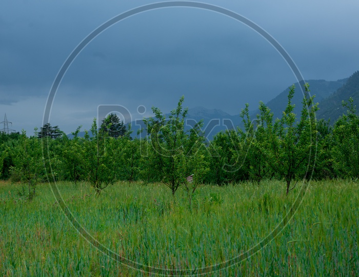 Apple Garden with Mountains in Background