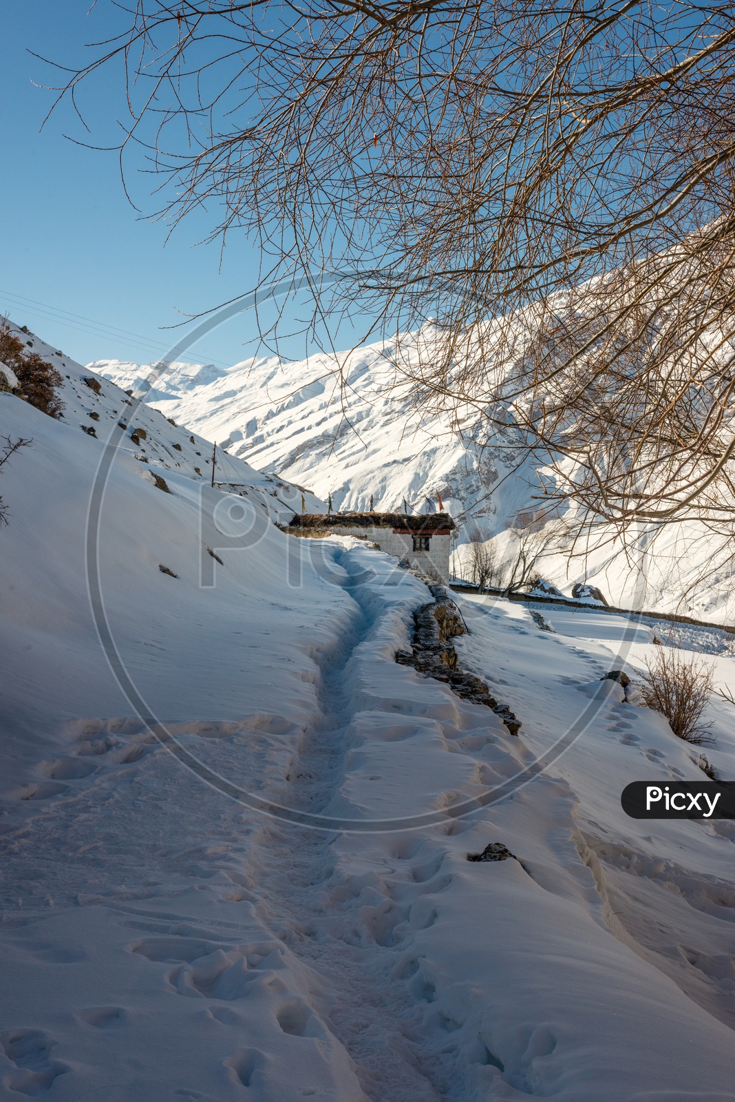Trekking Pathway in Snow with Dry Trees