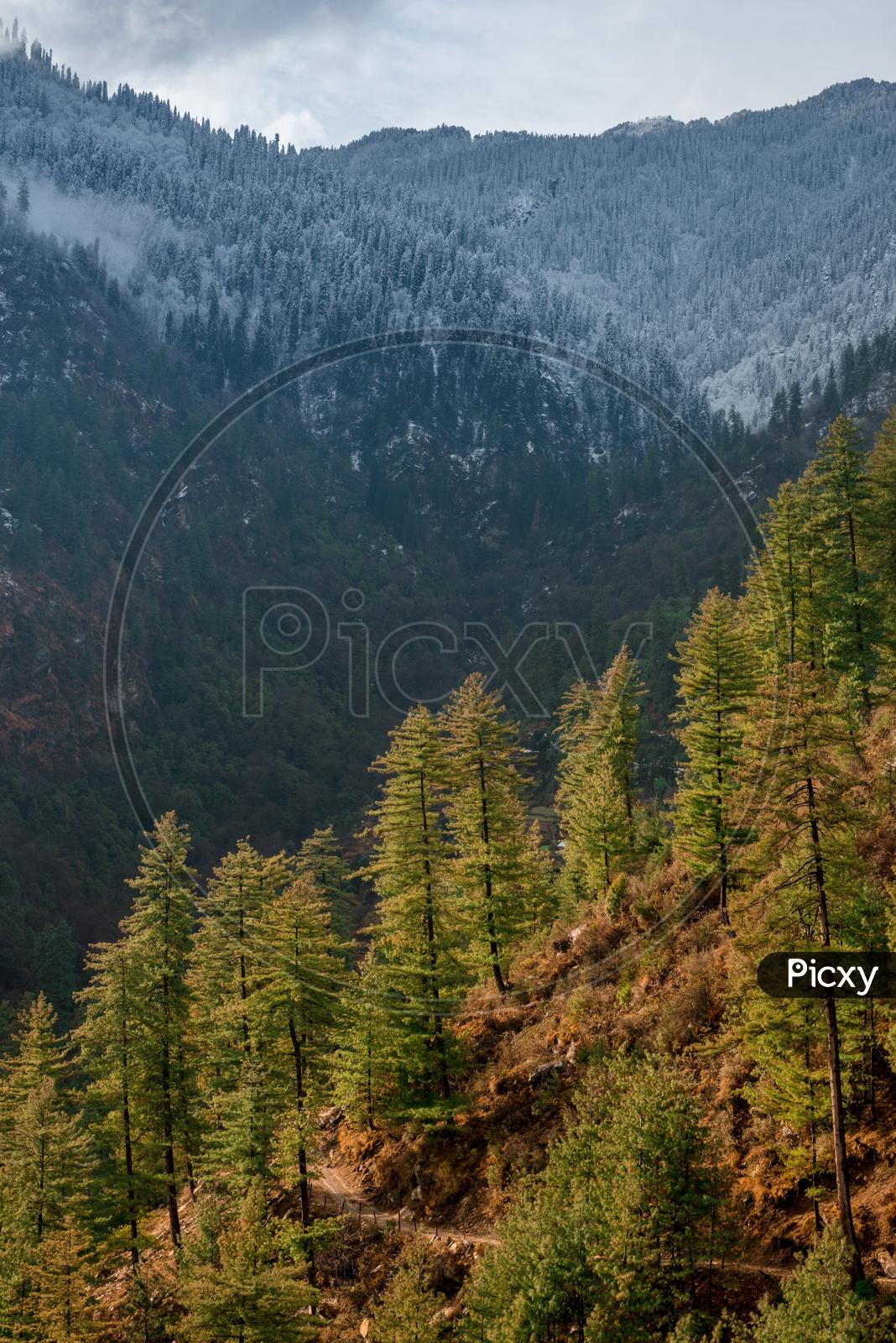 Trees on Mountain with Himalayan Mountains in Background