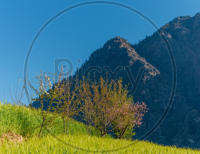 Green Grass Lands with Mountains in Background