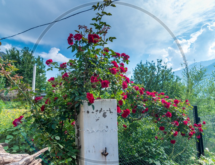 Red Rose Flowers in Garden with Clouds in Sky Background at Manali