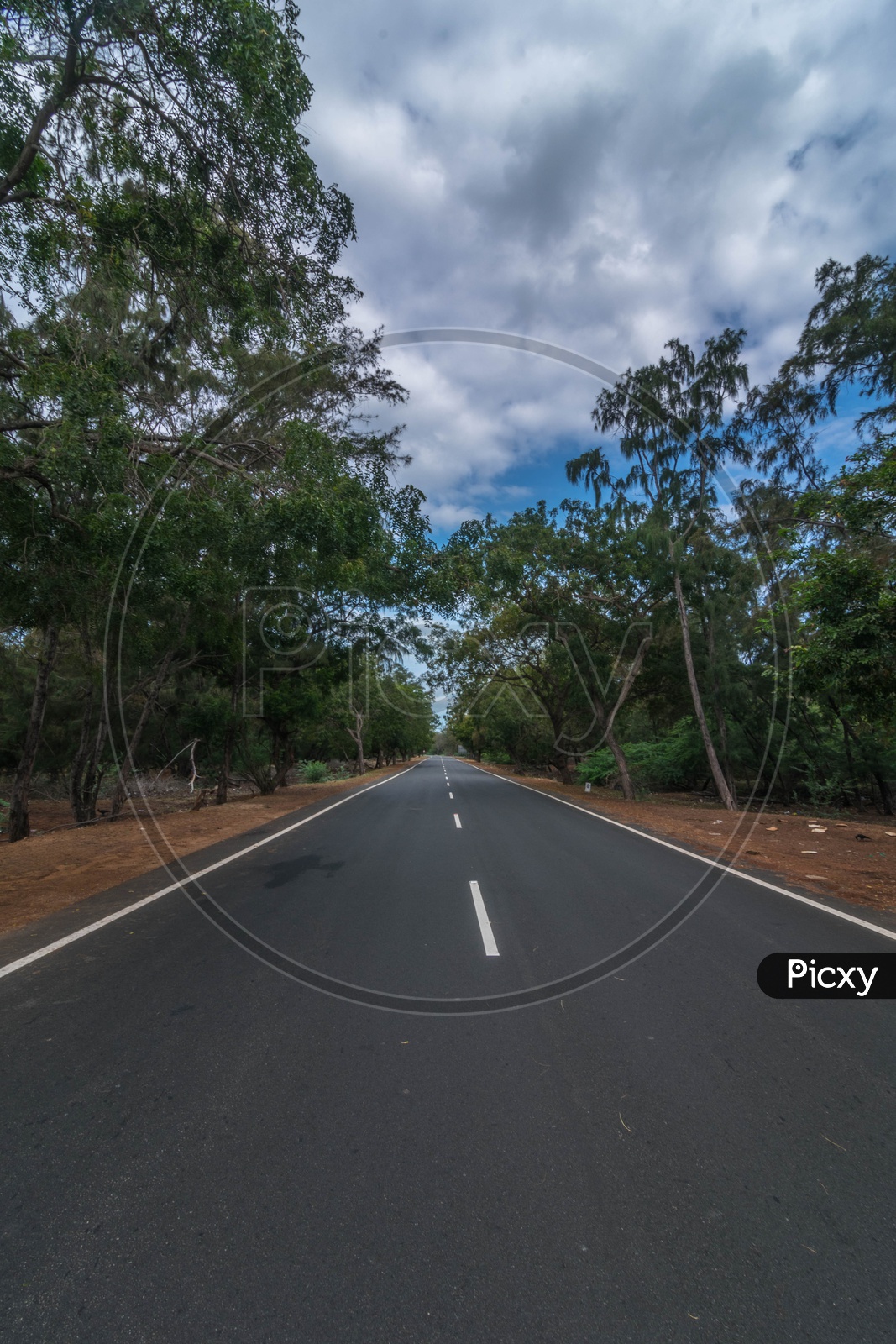An empty roadway with trees alongside