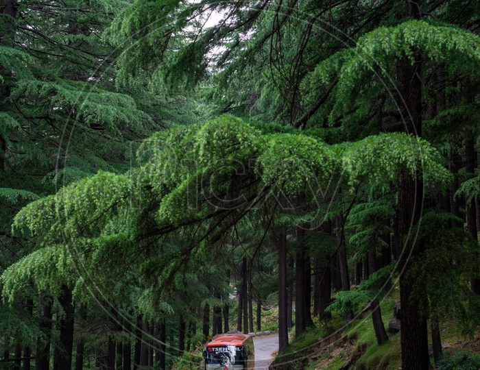 A Tourist bus moving along the forest road