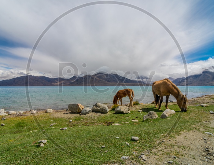 A Scenic view of Pangong Lake with horses grazing