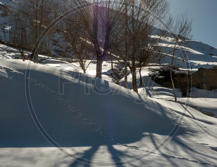 Sun Starbust over Dry Trees in Snow in Winter with Snowy Mountains in Background