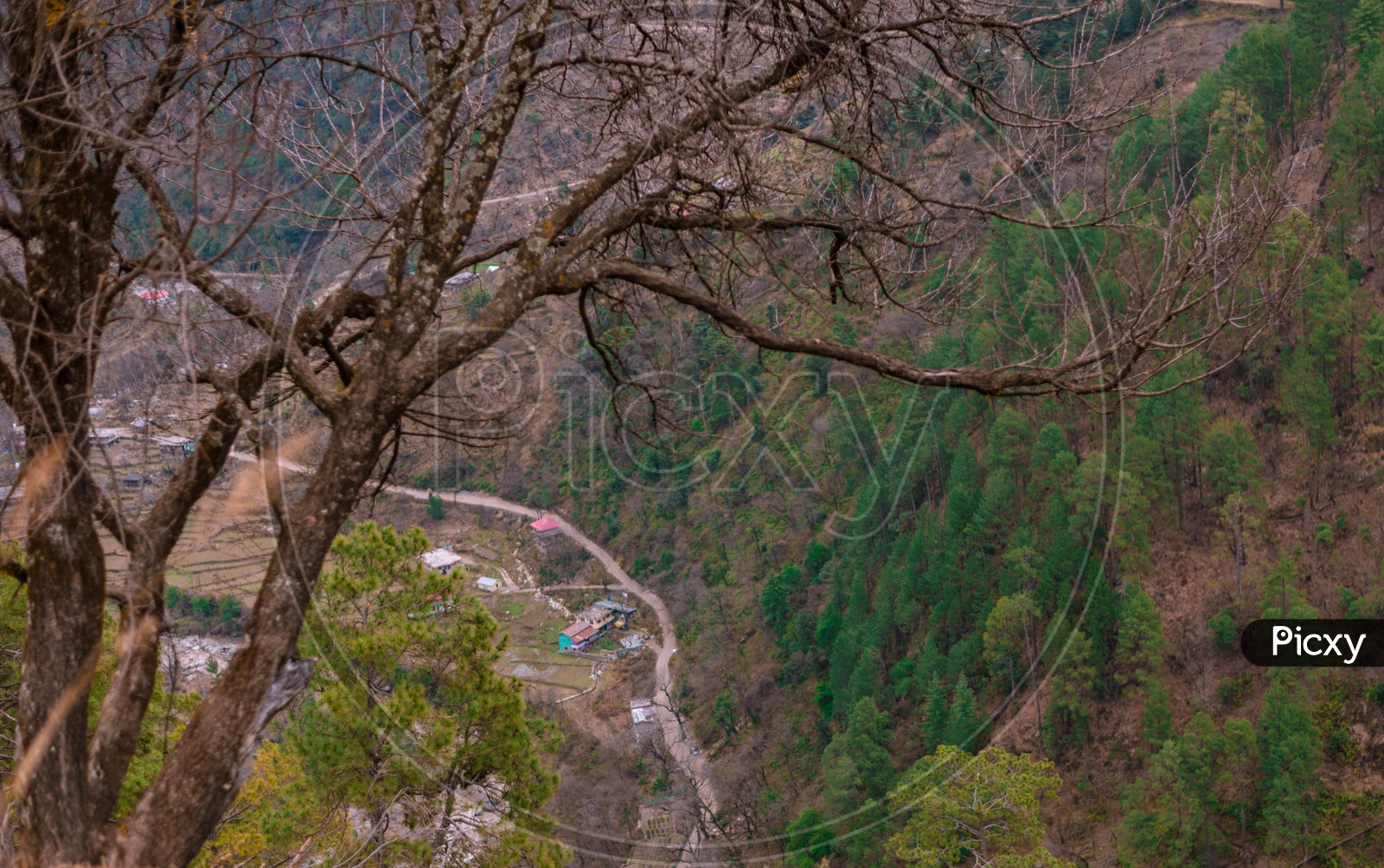 Autumn tree in Himalayas, Sainj Valley