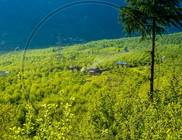 View of Apple Garden at Himachal Pradesh