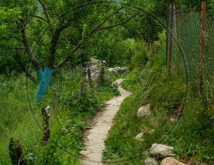 A Narrow Pathway between Apple Trees in Manali