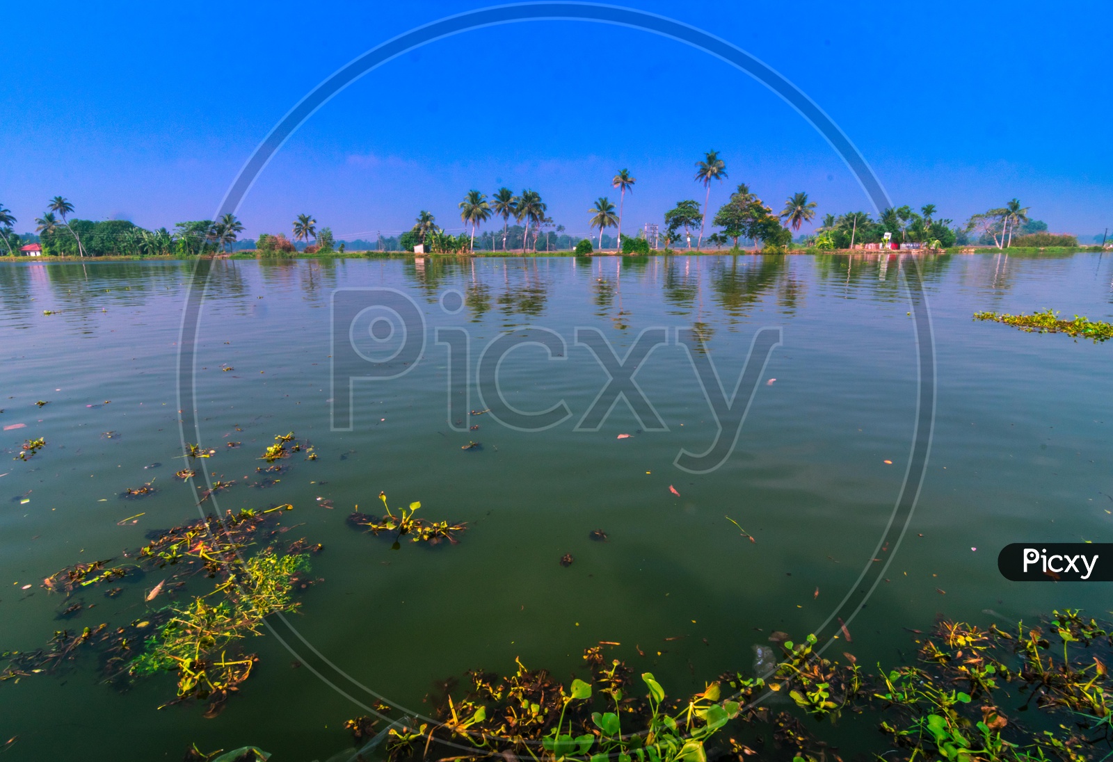 Water plants with coconut trees in the backwaters