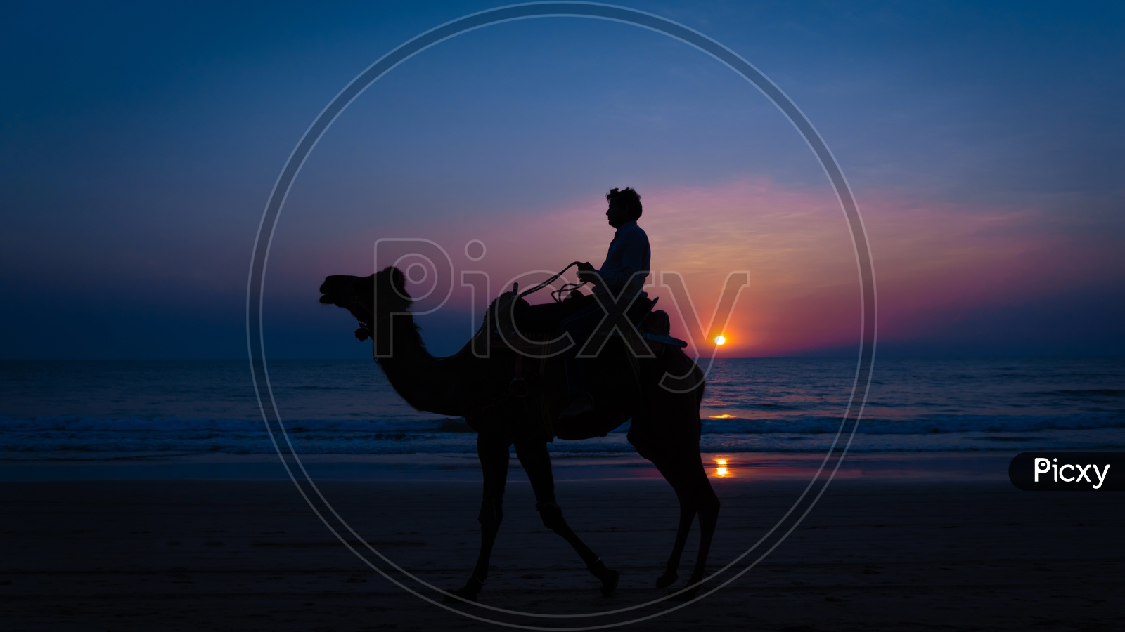 Sunset and Camel 