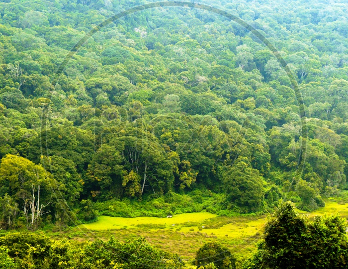 Thick Dense Forest With Green Trees