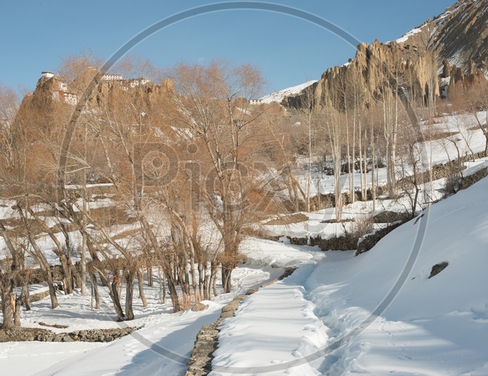 Dry Trees on Mountains Covered with Snow and Dhankar Gompa in Background