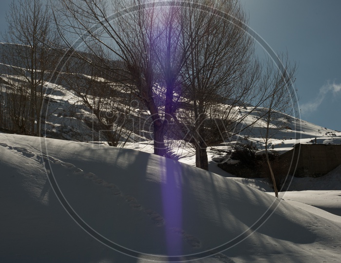 Sun Starbust over Dry Trees in Snow