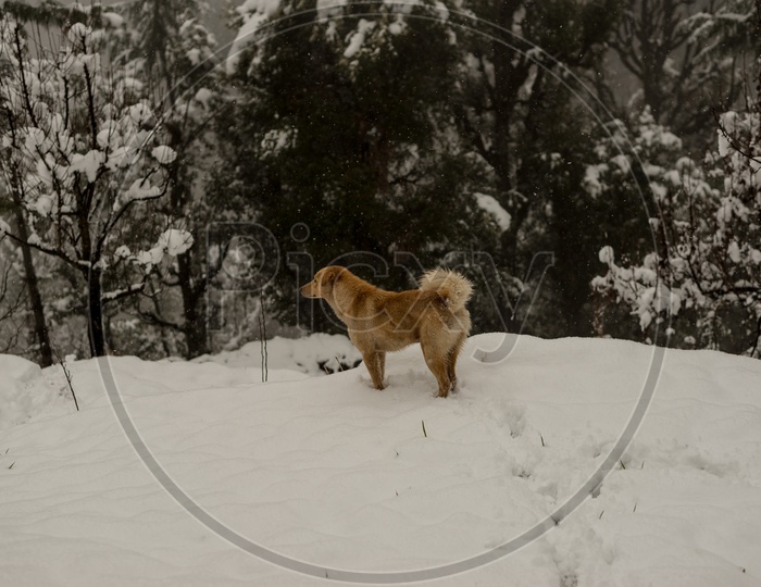 Indian Dog in the snow at Kullu Village