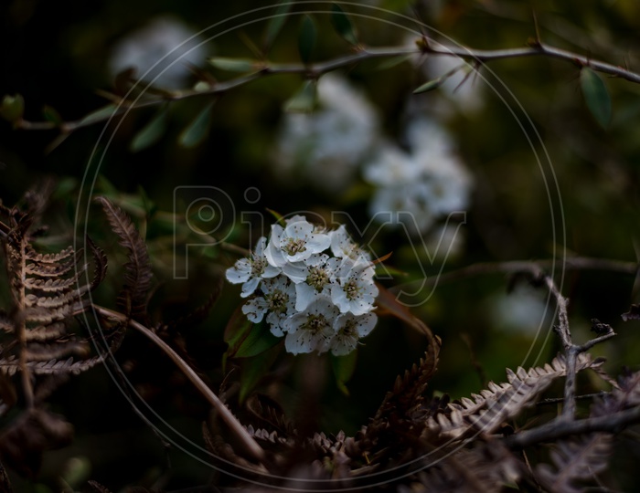 Macro Shot of Beautiful white flowers blooming