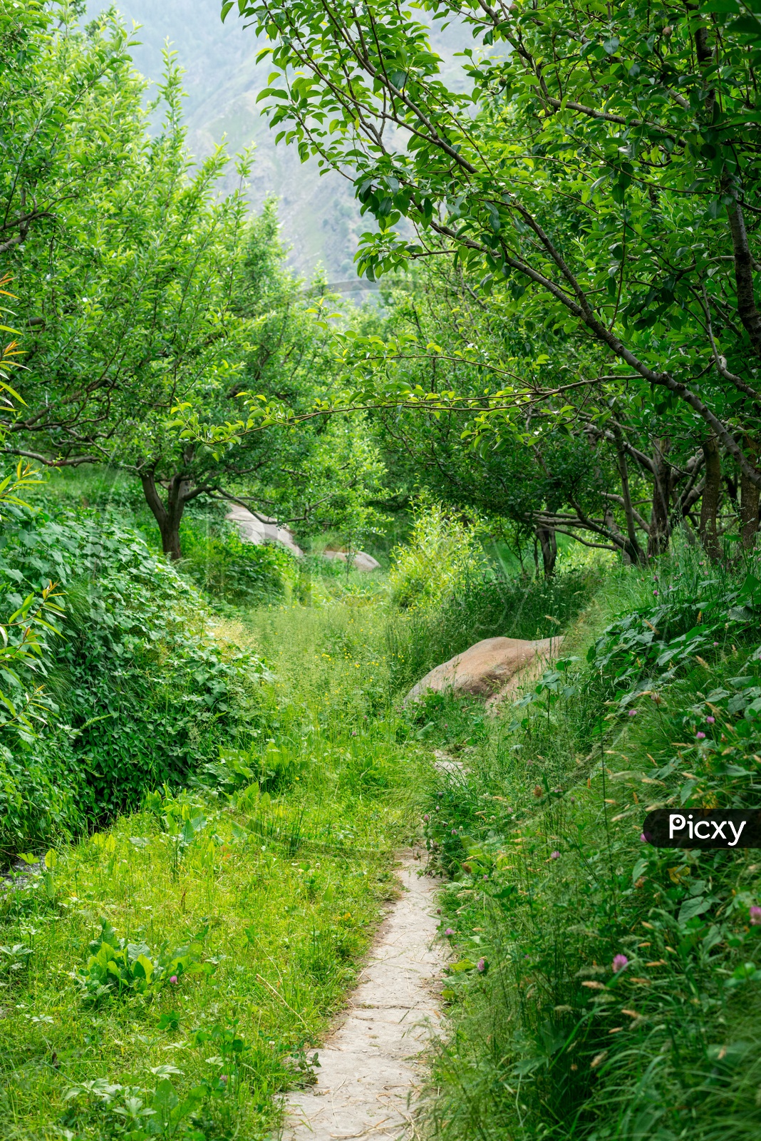 A Small Pathway Between Lush Green Trees in an Apple Garden at Manali