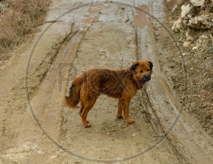 A Dog on Mud Road in a Rural Village