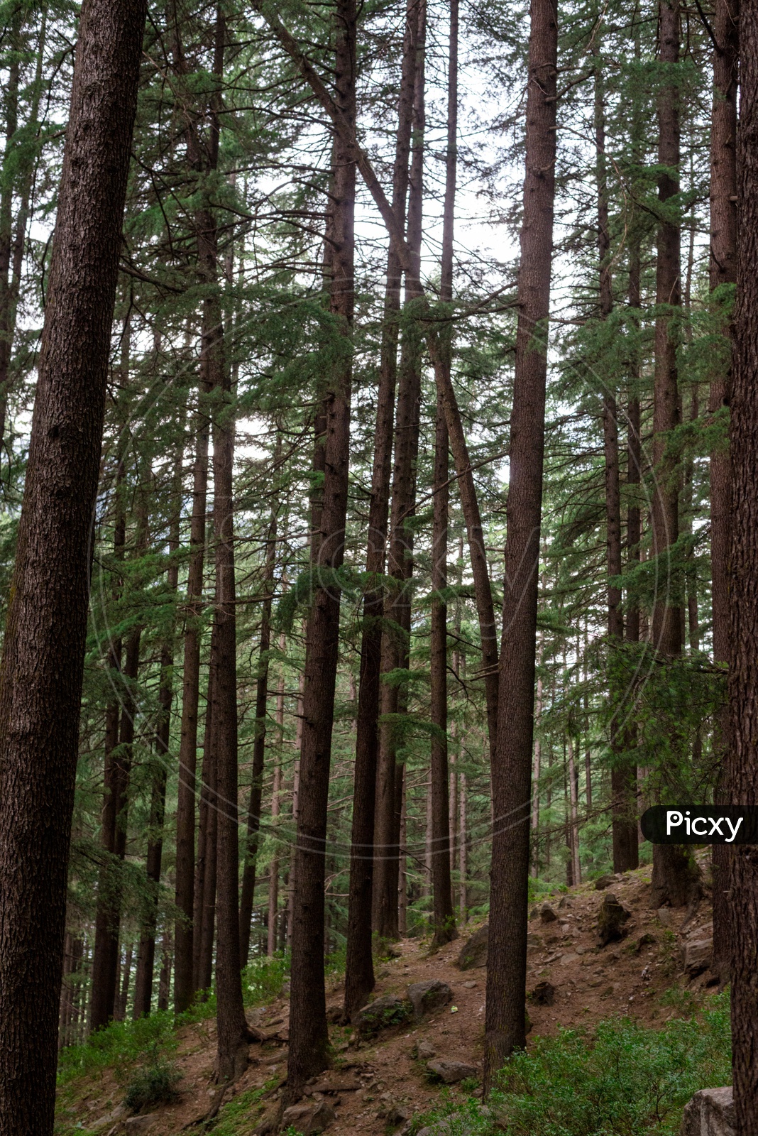 Spruce fir forests in Van Vihar
