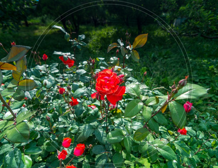 Red Rose Flowers in Garden at Manali