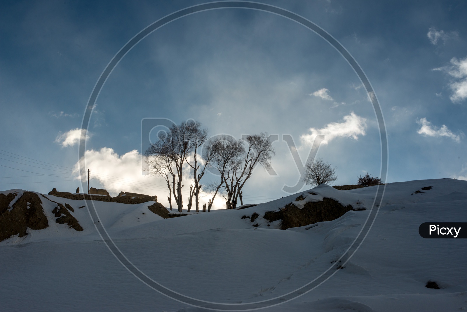 Dry Trees in Snow with Clouds in Background
