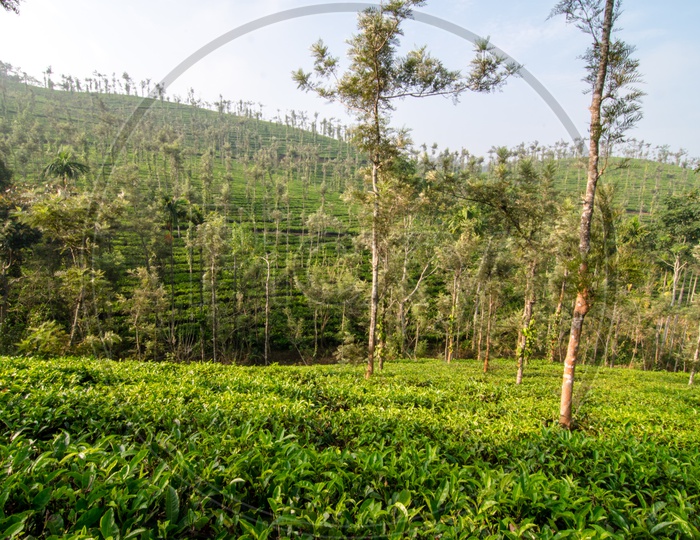 Landscape of Tea Plantations