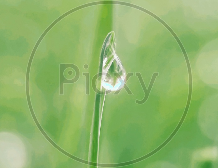 Water droplet on a grass