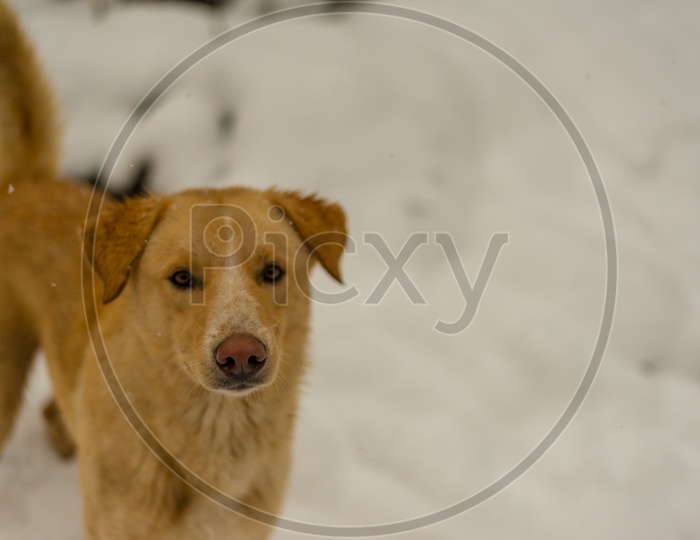 Closeup Shot of Dog in Snow Playing