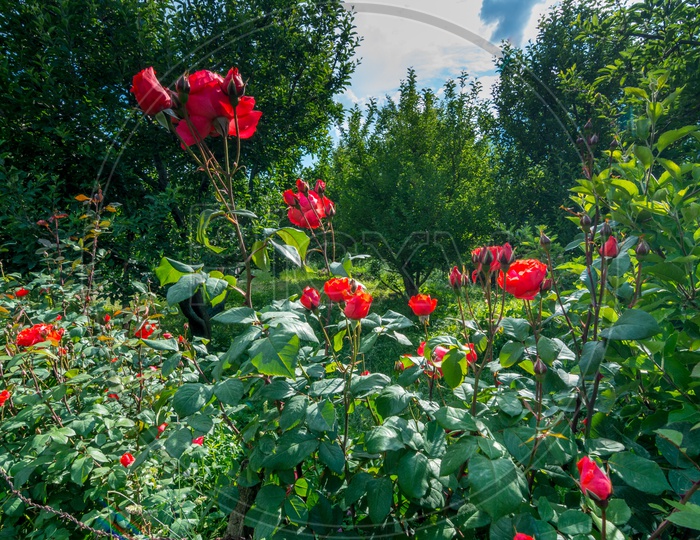 Red Rose Flowers in Garden at Manali