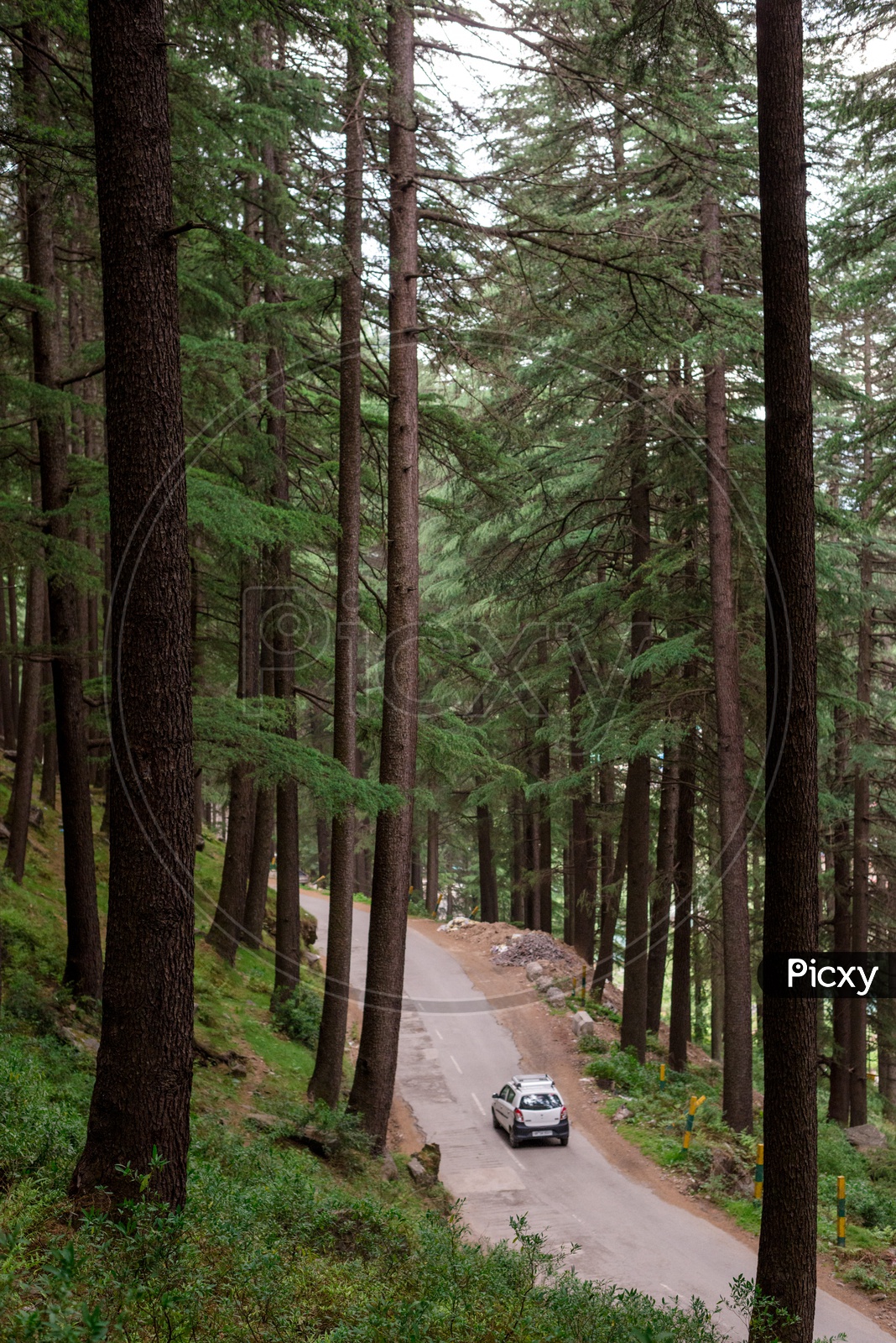 A Car moving along the Spruce fir forest road