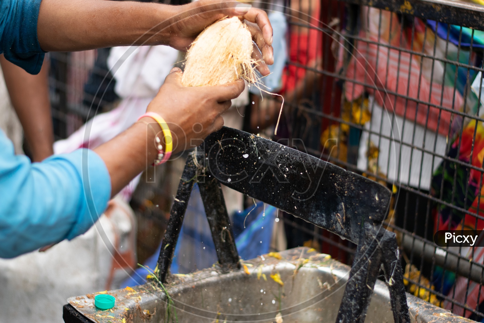 A Indian Male Devotee breaking Coconut