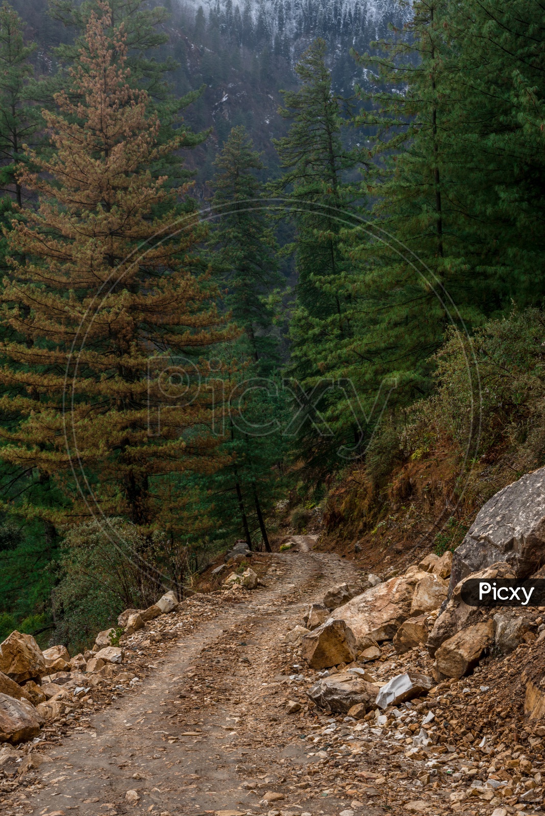 Mud road in the Himalayas surrounded by deodar trees
