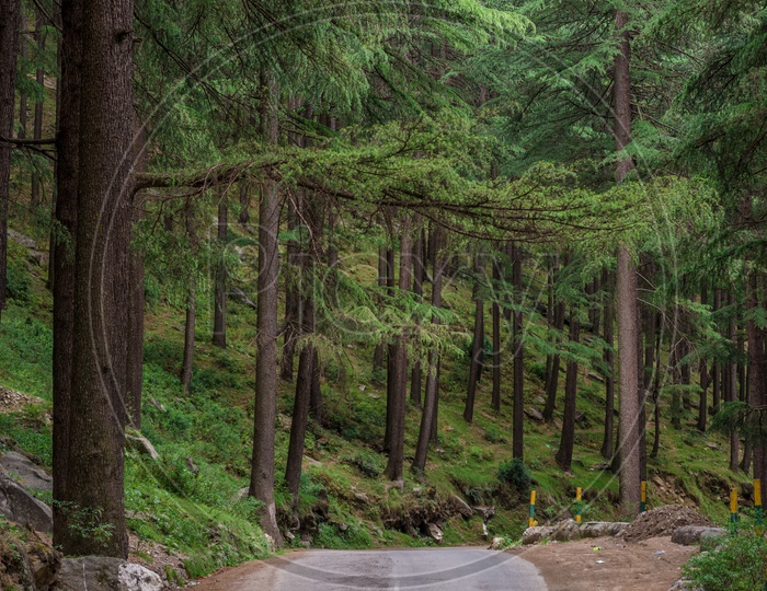An Empty roadway along the Van Vihar Forest