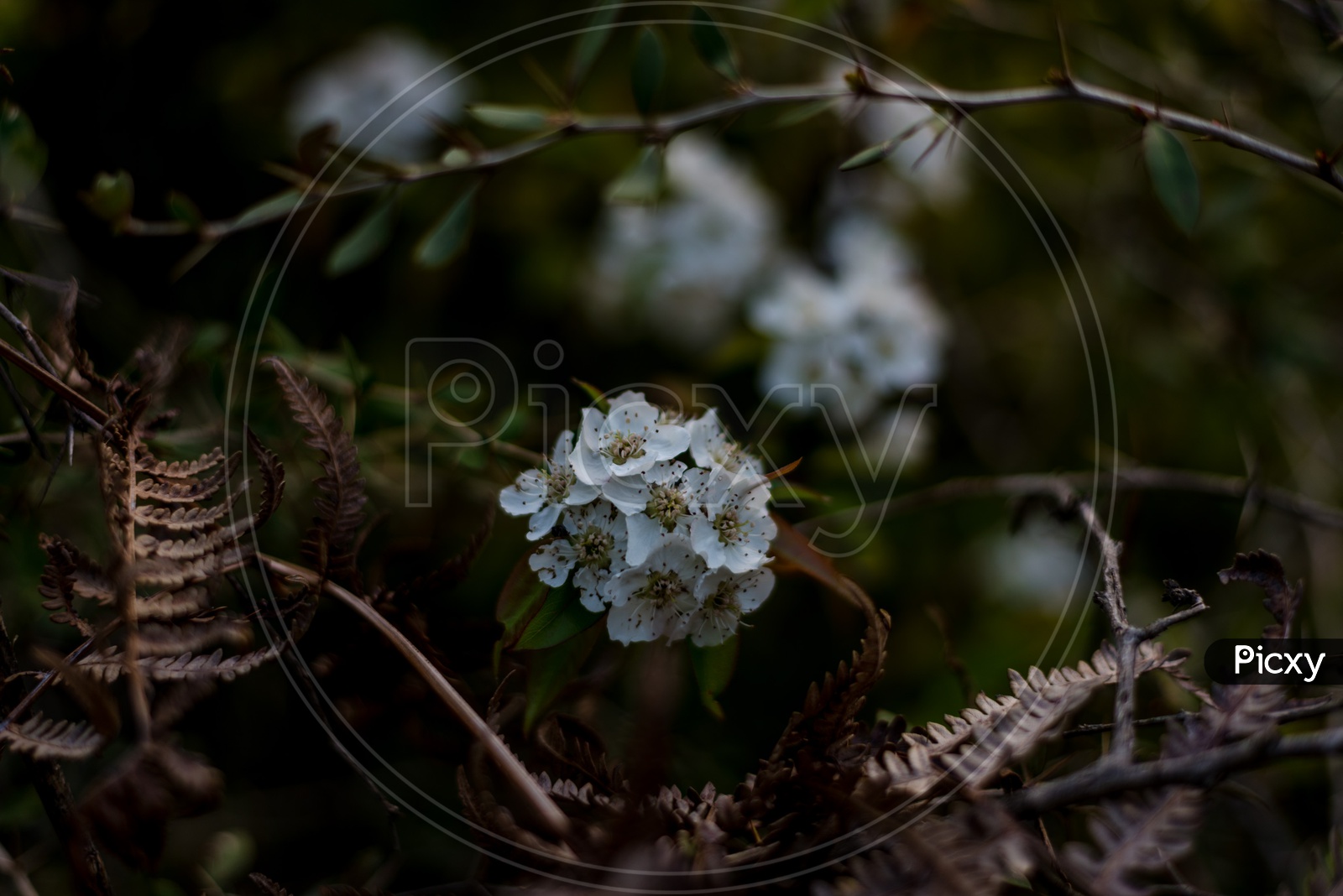 Macro Shot of Beautiful white flowers blooming