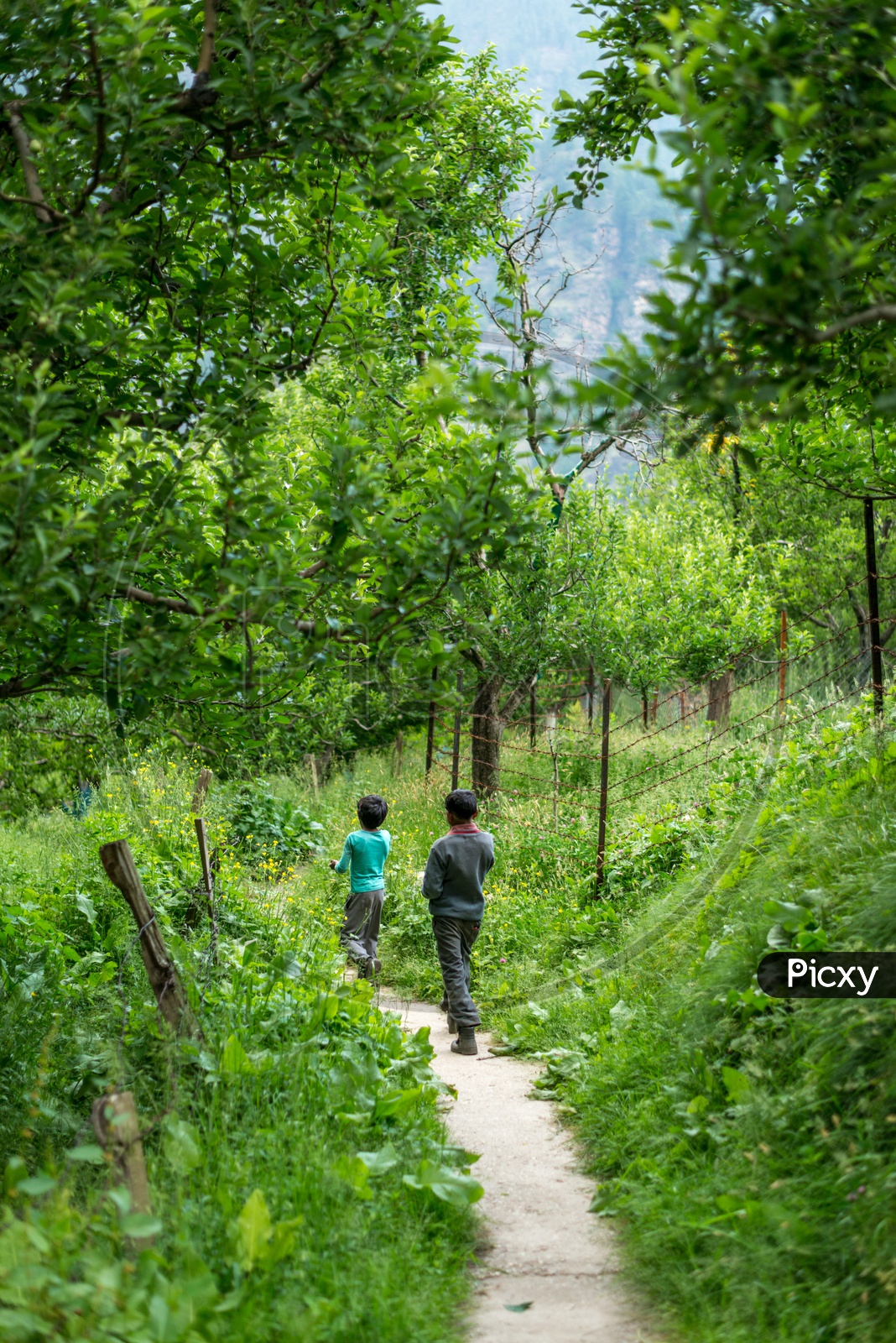 Indian Kids walking in an Apple Garden