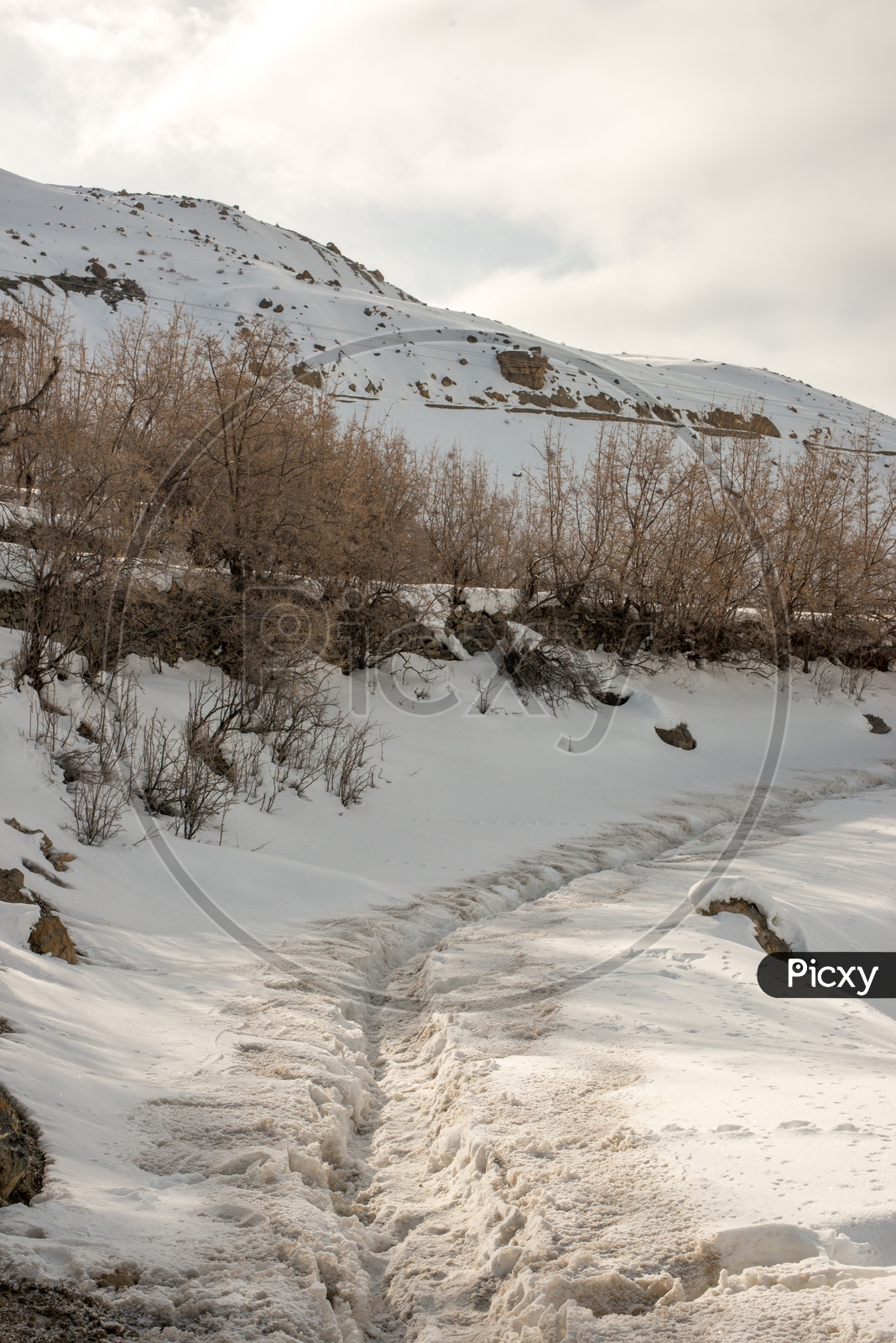 Dry Trees on Pathway in Spiti Valley covered with Snow