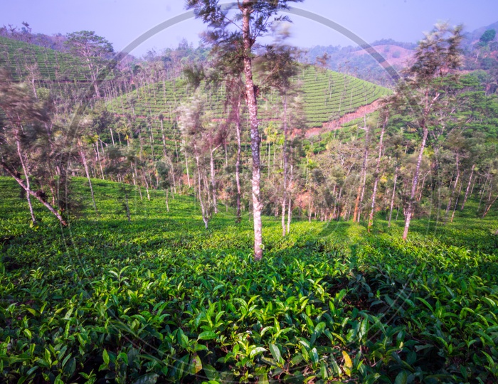 View of Munnar Tea Plantations
