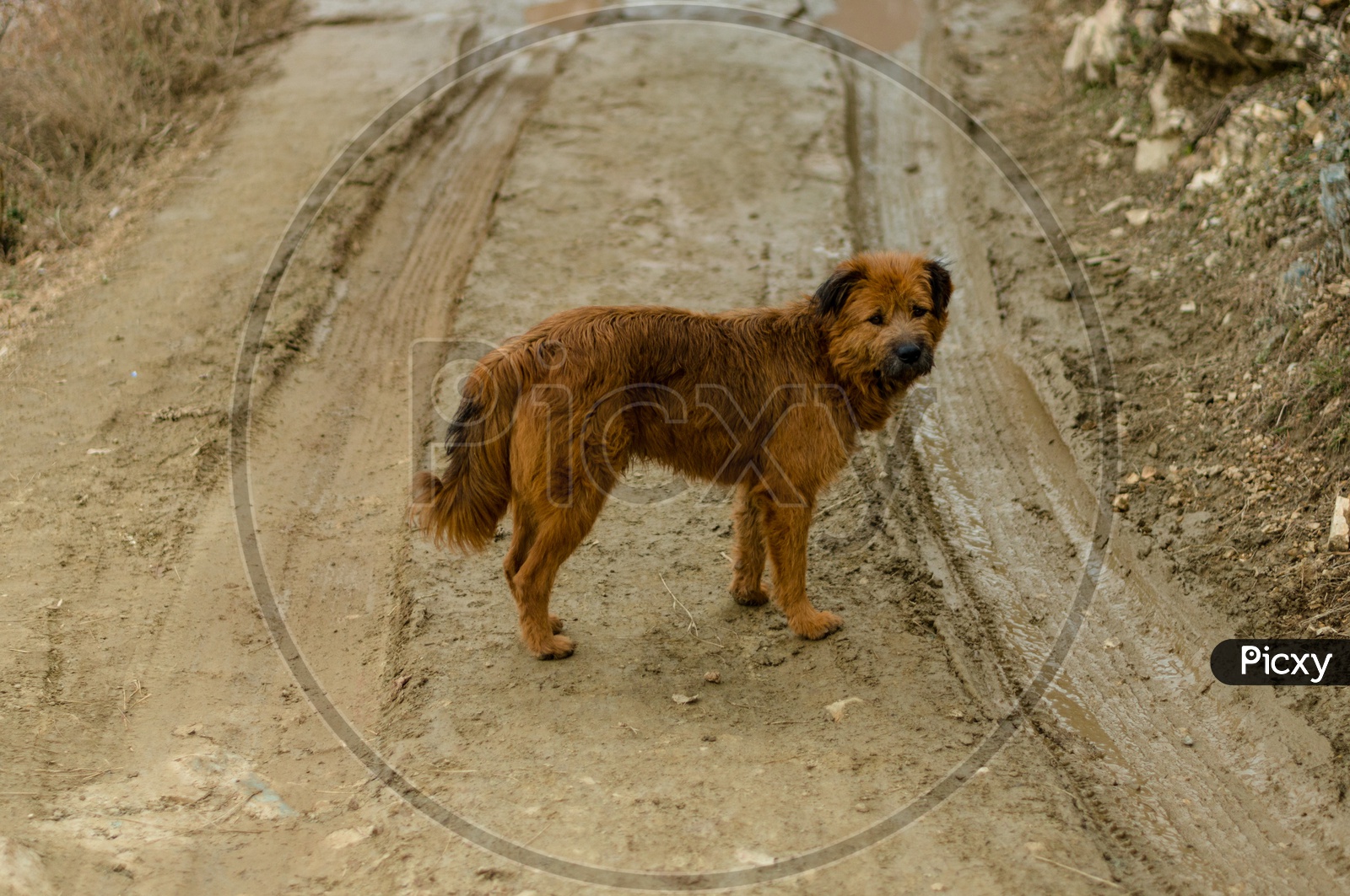 Indian Dog on Mud Road