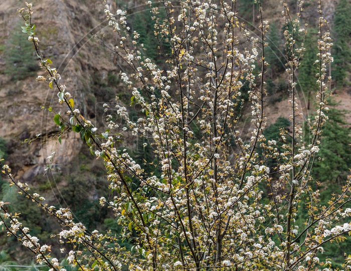 Closeup Shot of Tree with small flowers