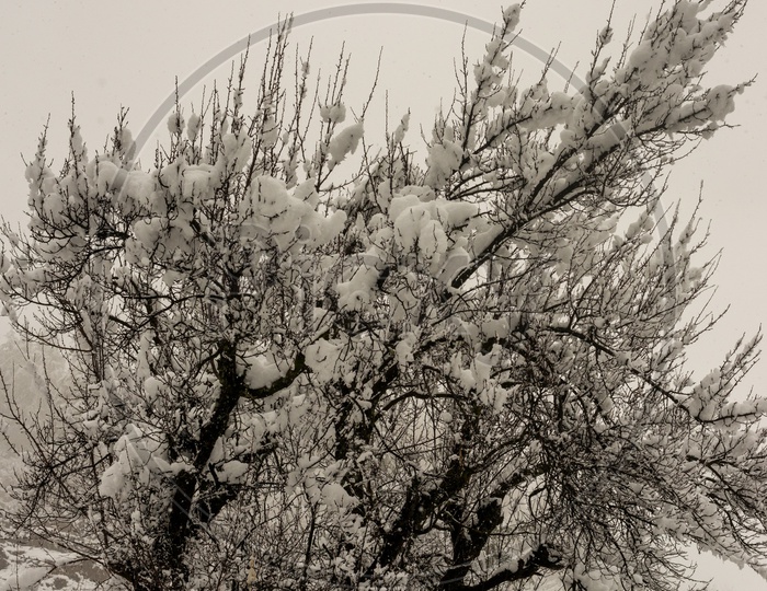 Snow on Tree in Winter Season
