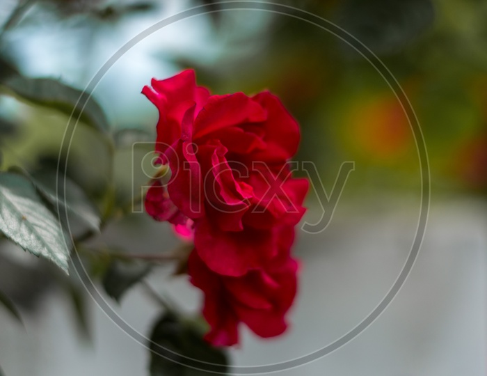 Macro Shot of Rose Flower in a Garden at Manali