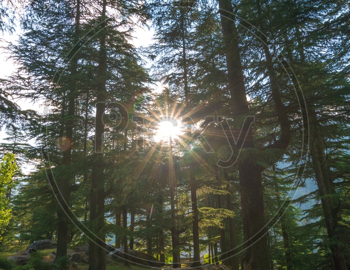 Sun rays over Pine Tree Forest in Manali