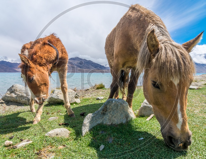 Horses grazing in Ladakh