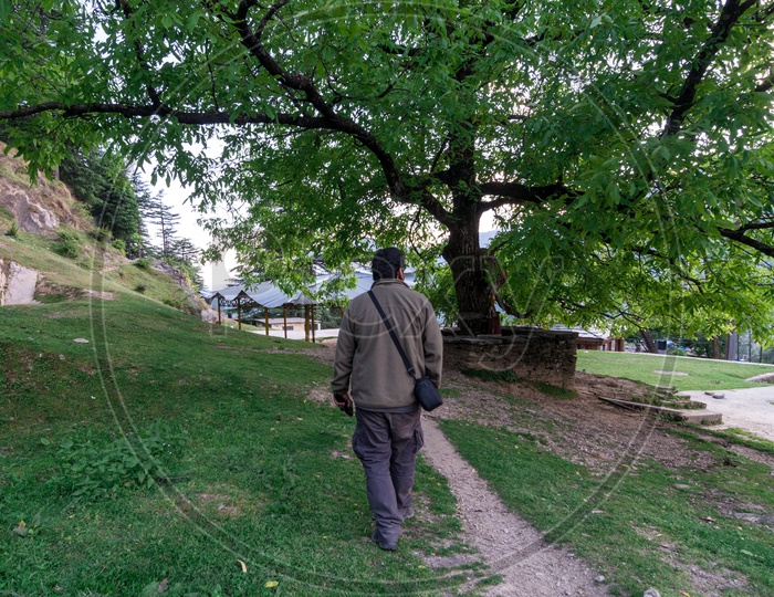 A Man Walking under a Tree