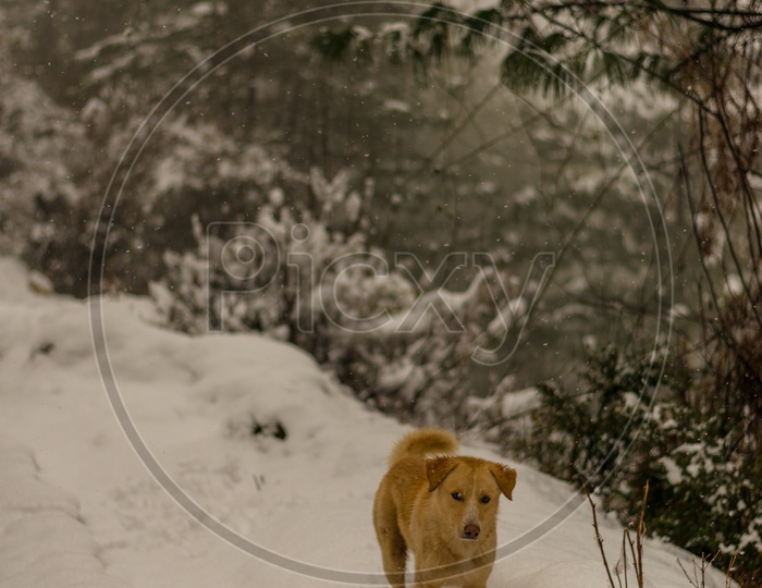 A Dog Playing in Snow in Winter Season