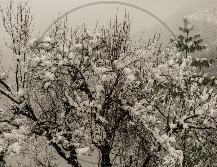 Snow on Tree in Winter Season