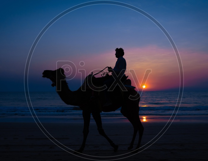 Sunset and Camel 