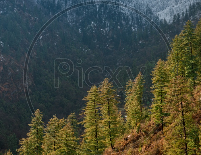 Trees on Mountain with Himalayan Mountains in Background