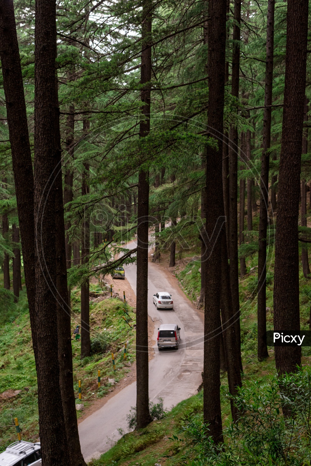 Cars moving along the forest road