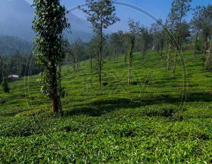 Tea plantations during morning